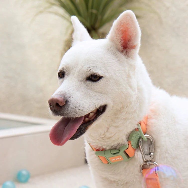 Bite Me - MACARON WATERPROOF COLLAR
