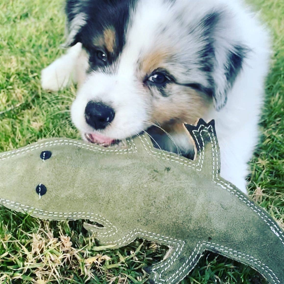 SUEDE ANIMAL DOG TOY | Crocodile