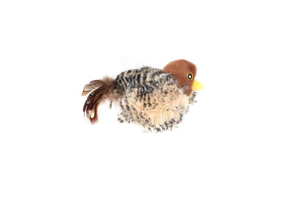 MELODY CHASER BIRD