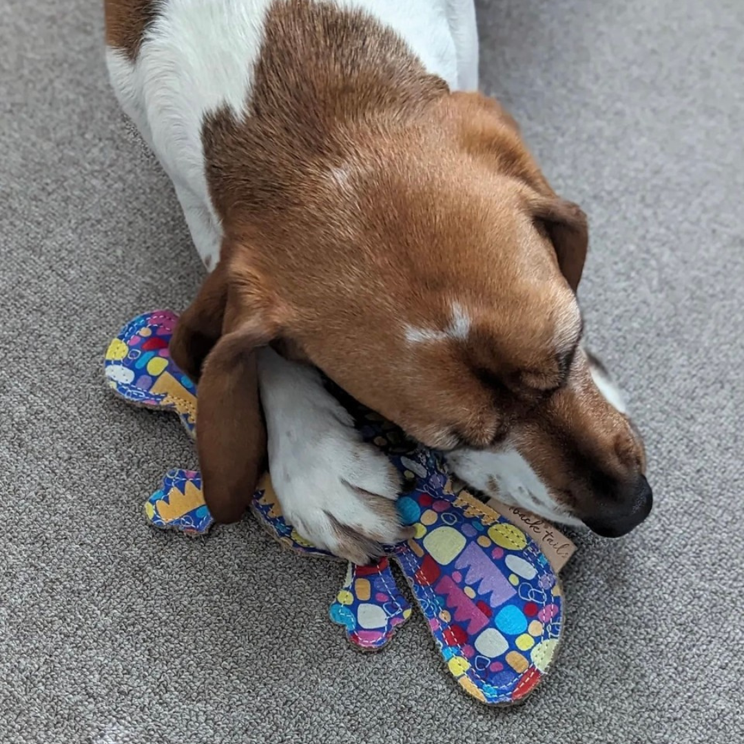 KETURAH ZIMRAN DOG TOY