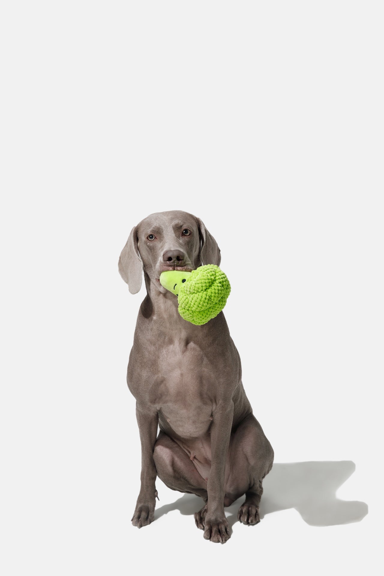 Pupsooh - CHUNKY BROCCOLI