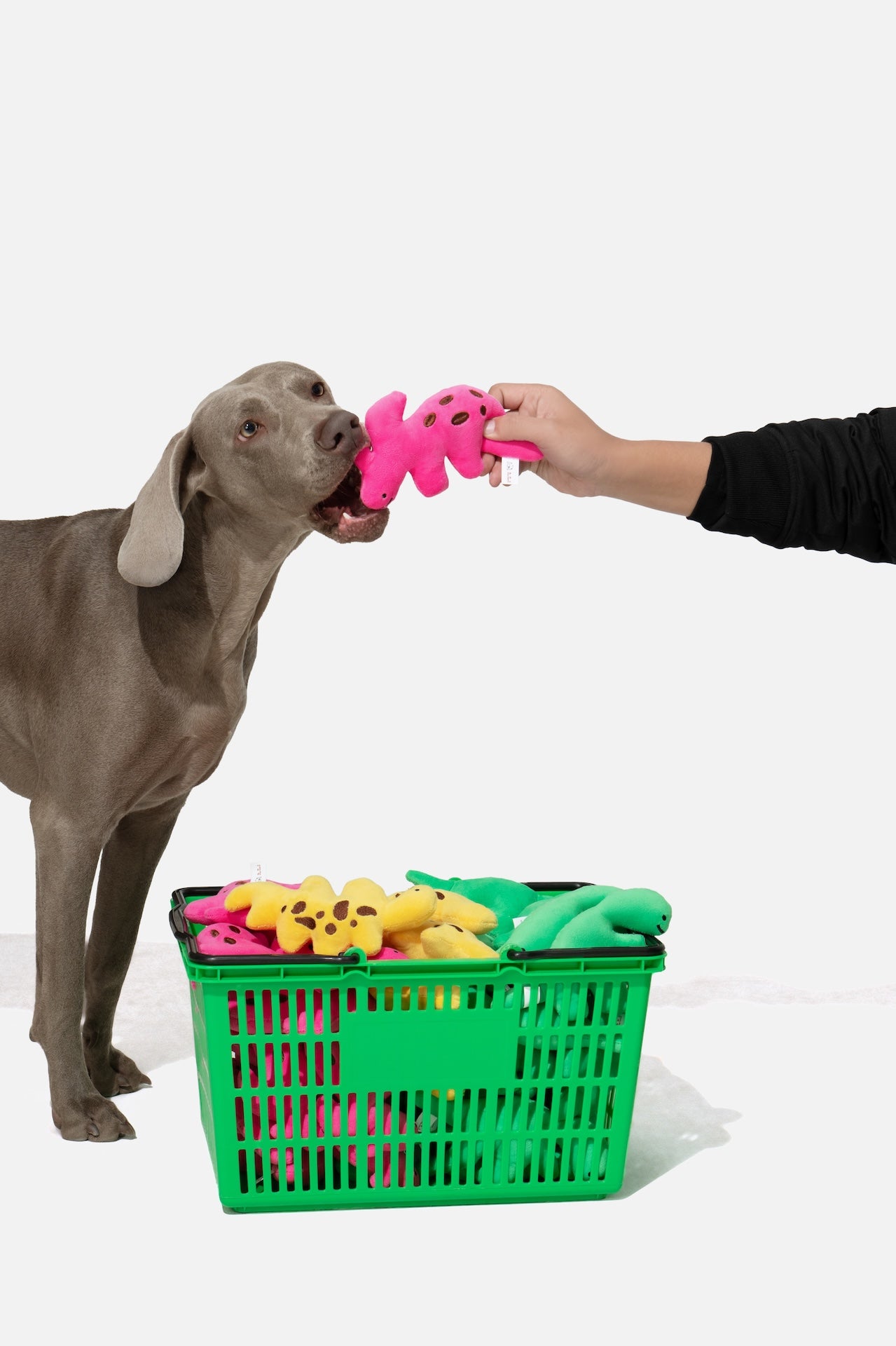 Pupsooh - LITTLE DINO FRIEND