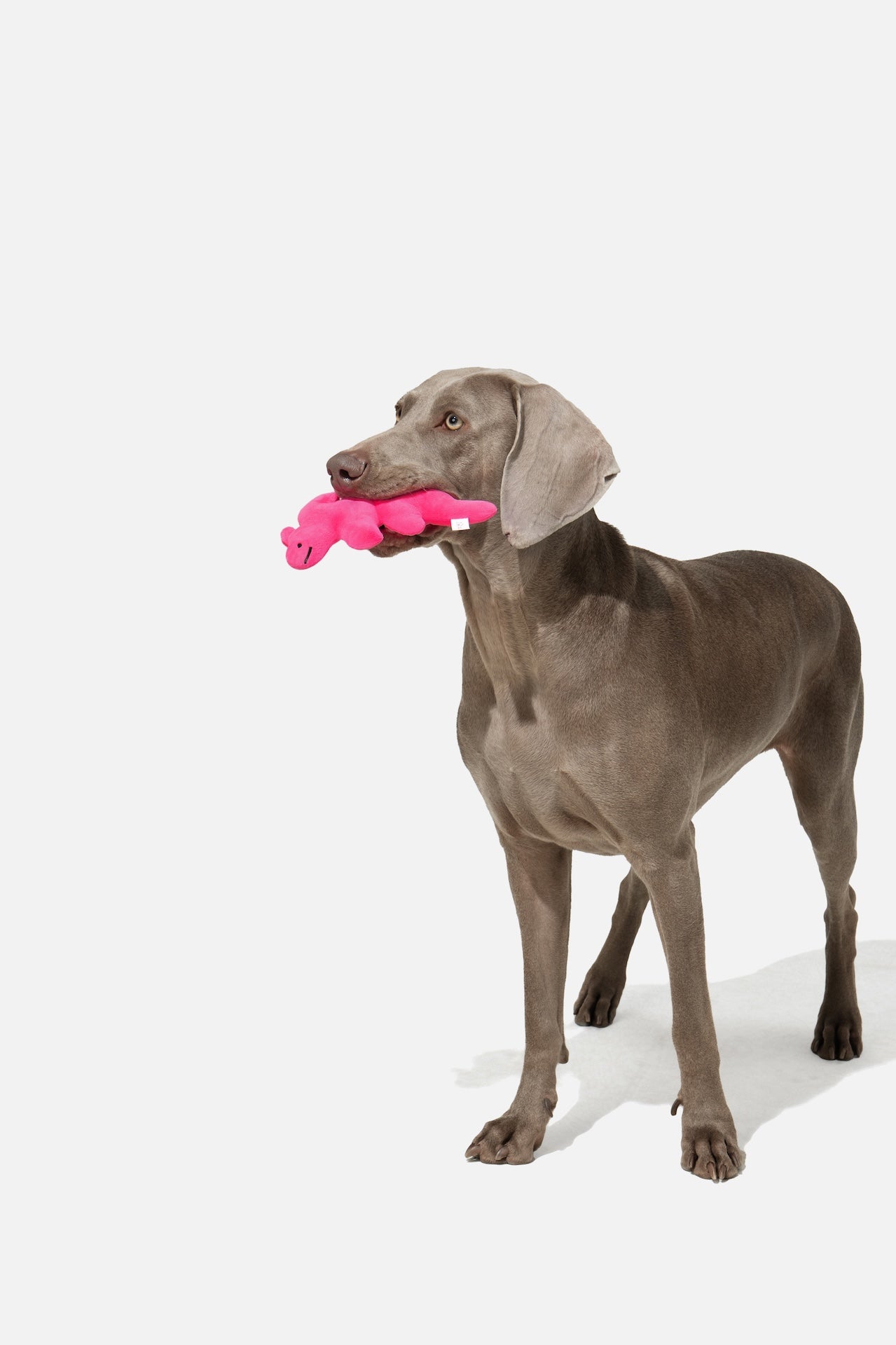 Pupsooh - LITTLE DINO FRIEND