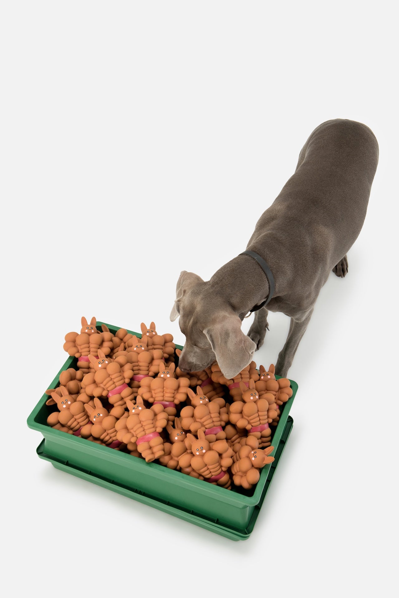 Pupsooh - BUFF BUNNY