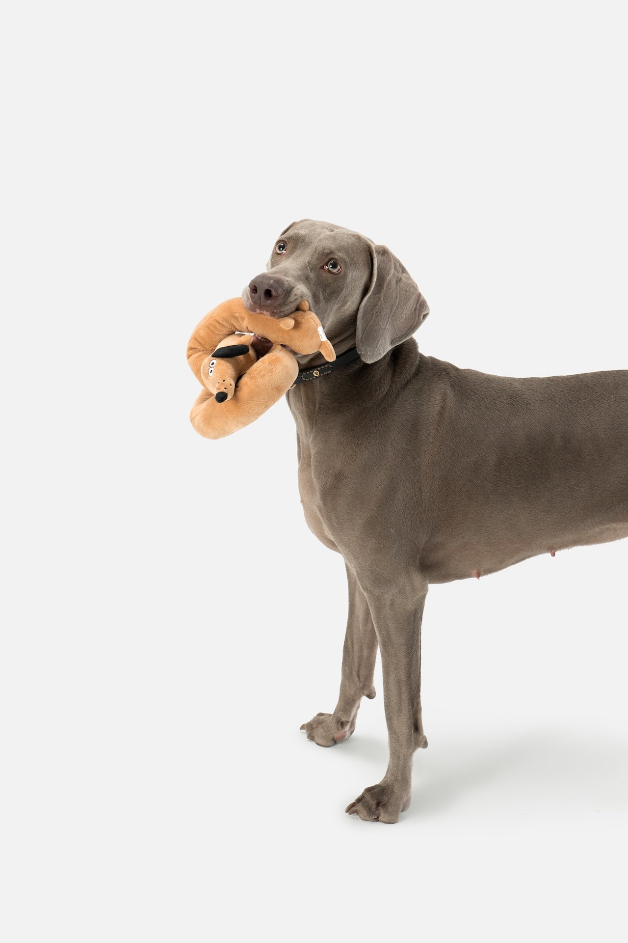 Pupsooh - LE SAUSAGE PUP