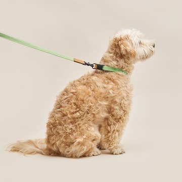 WE ARE TIGHT RIBBON LEASH | Cherry Twizzle