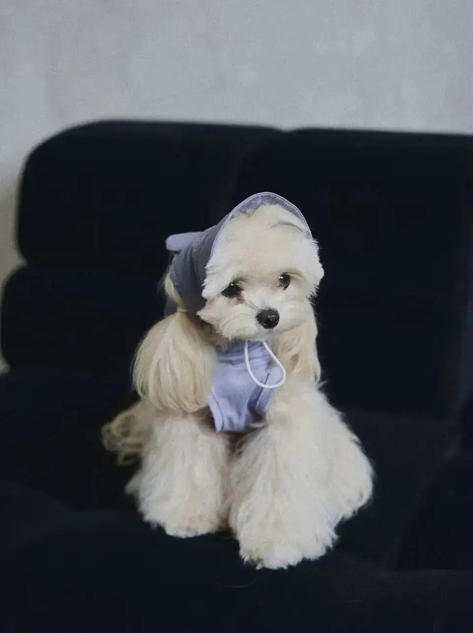 CUDS DOG COOLING HAT | Purple Bunny