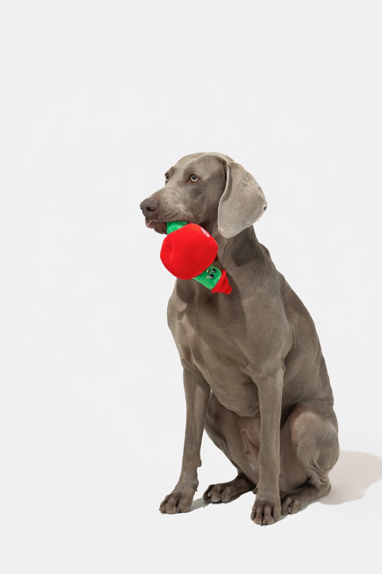 Pupsooh - WORMY APPLE