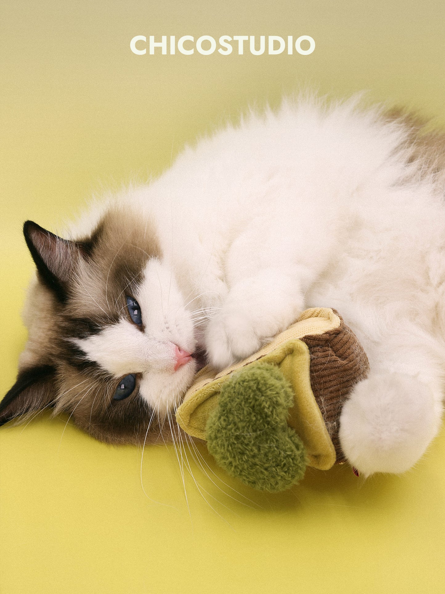 Chico Studio - BASQUE CHEESECAKE