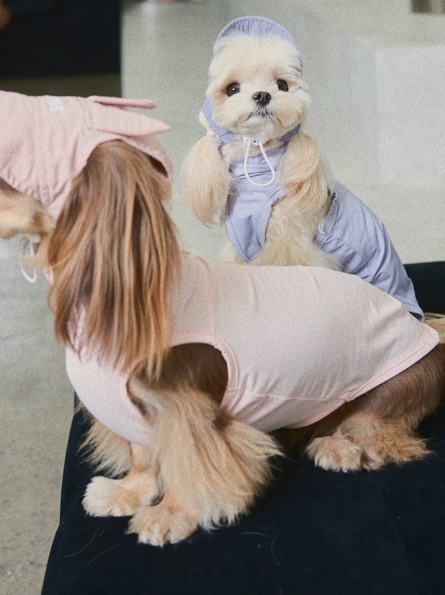 CUDS DOG COOLING HAT | Purple Bunny