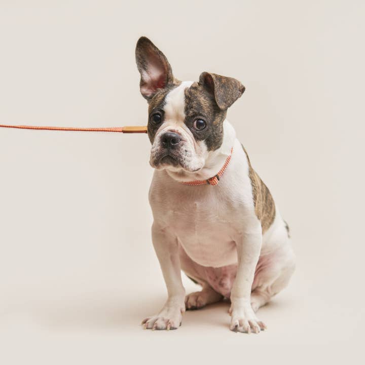WE ARE TIGHT RIBBON COLLAR | Cherry Twizzle
