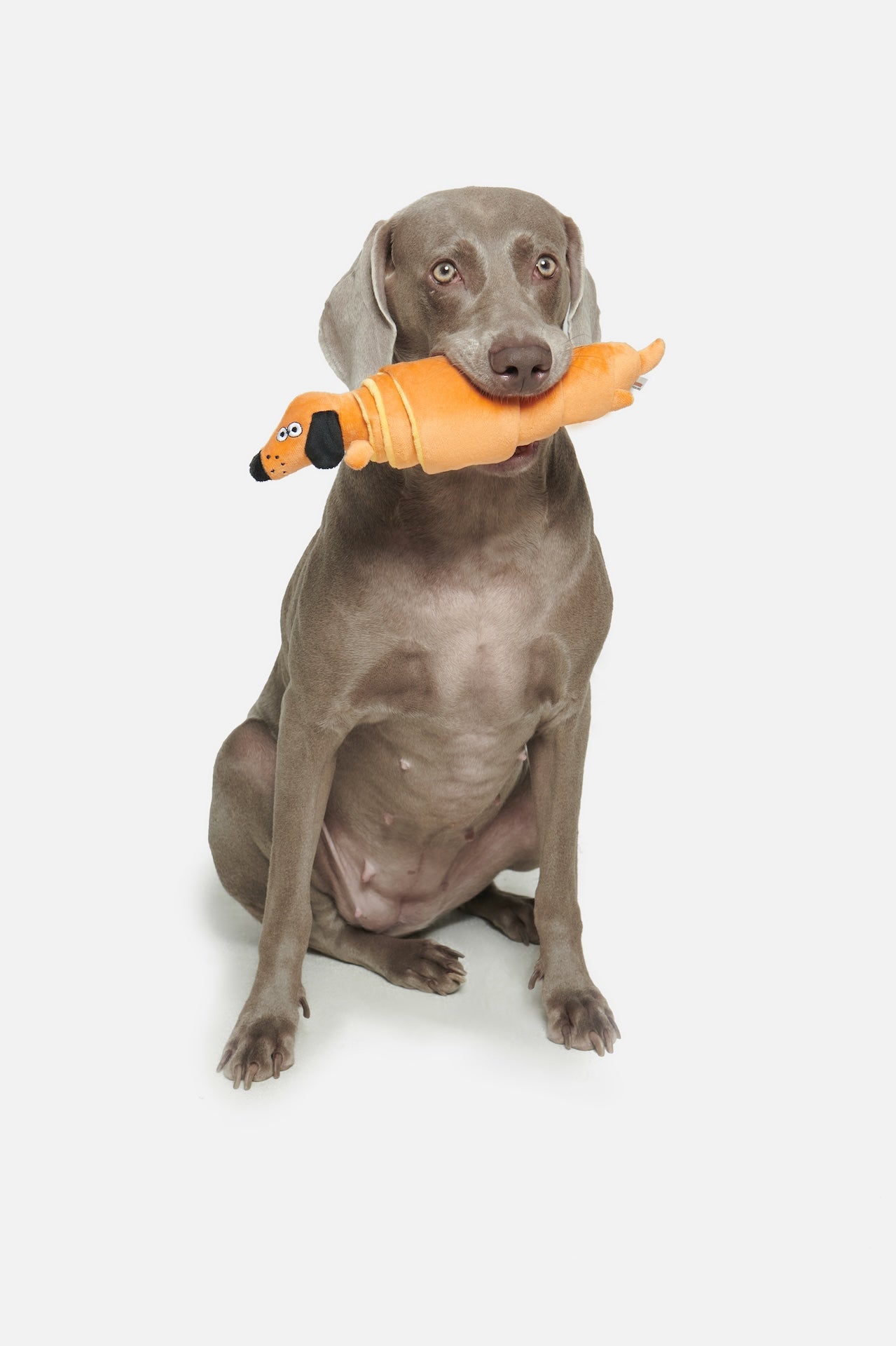 Pupsooh - LE CROISSANT PUP