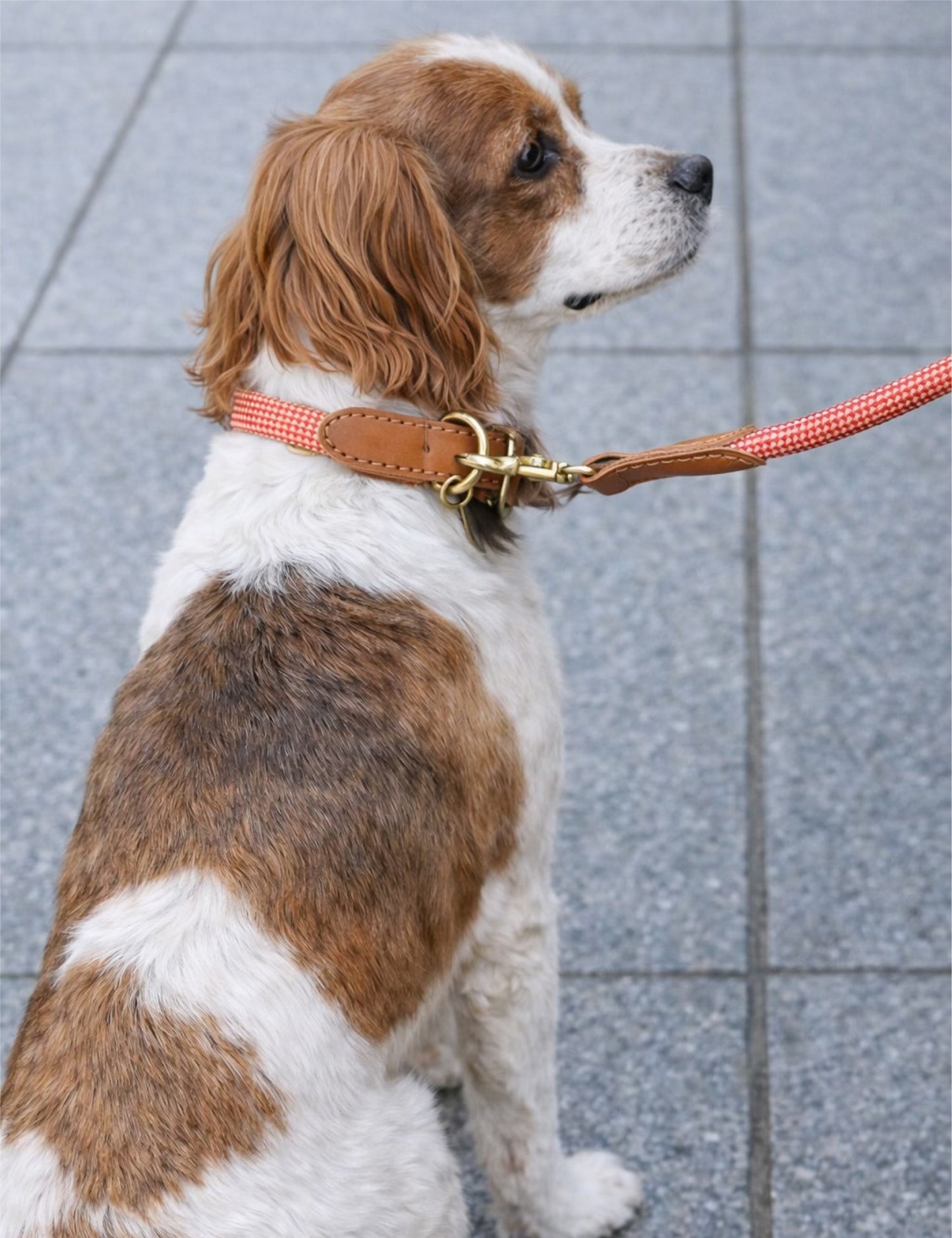 WE ARE TIGHT LEASH | Cherry Twizzle