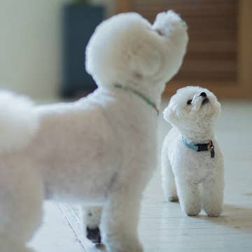WE ARE TIGHT RIBBON COLLAR | Cloud Bay