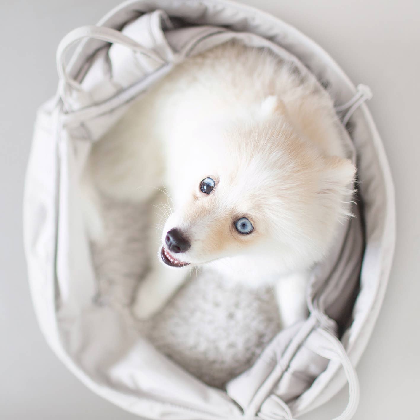 Lambwolf Collective - OLLA | Petite Pet Carrycot