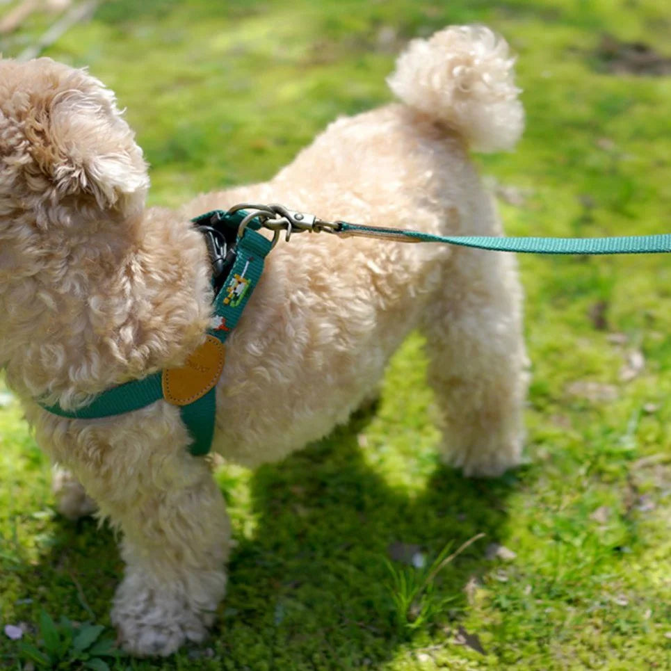 ADVENTURE LEASH | Birdie