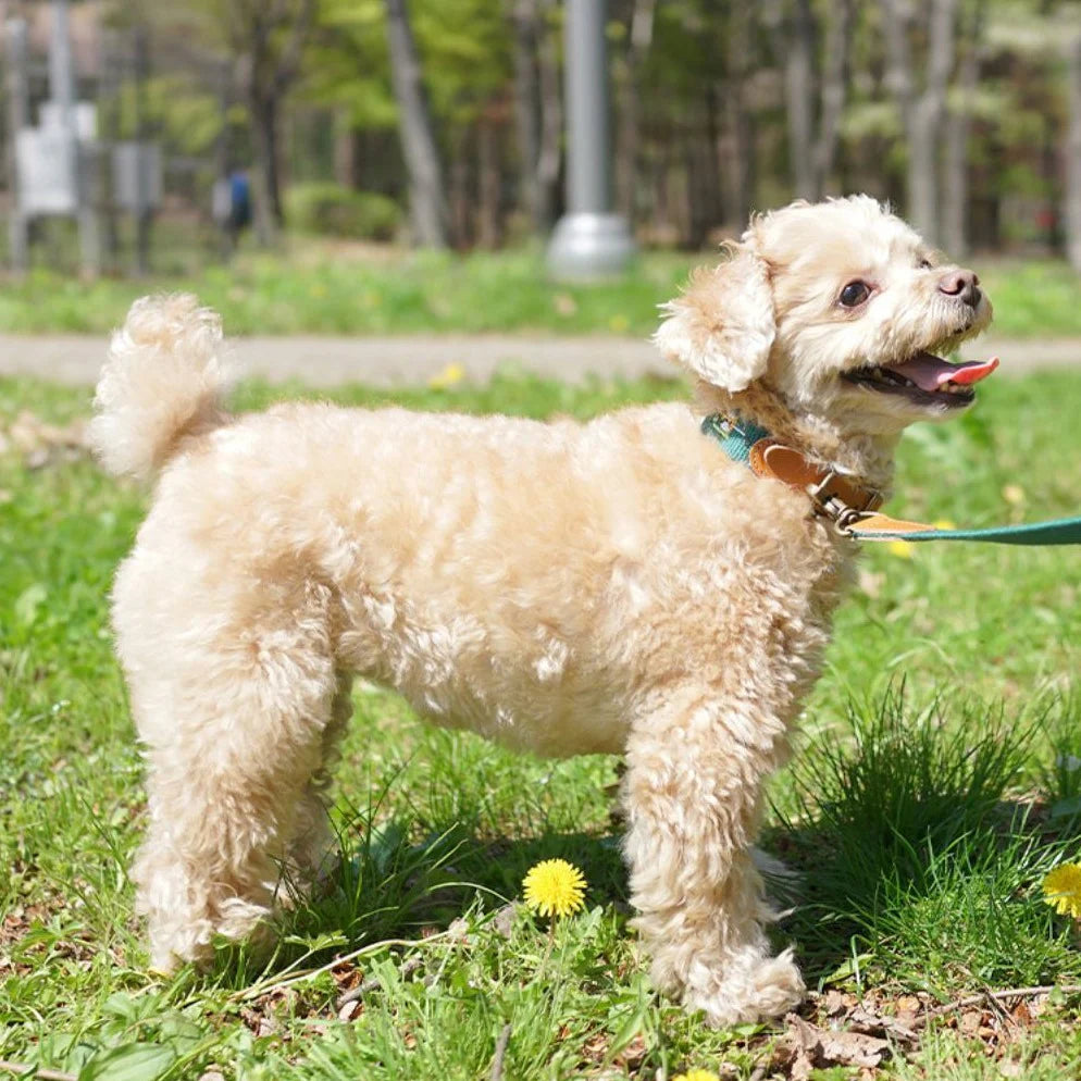 ADVENTURE COLLAR | Birdie