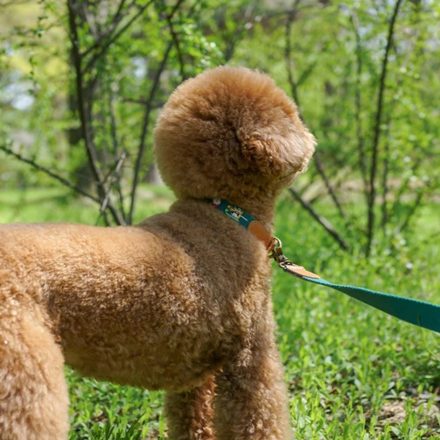 ADVENTURE COLLAR | Birdie