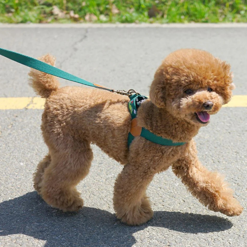ADVENTURE LEASH | Birdie