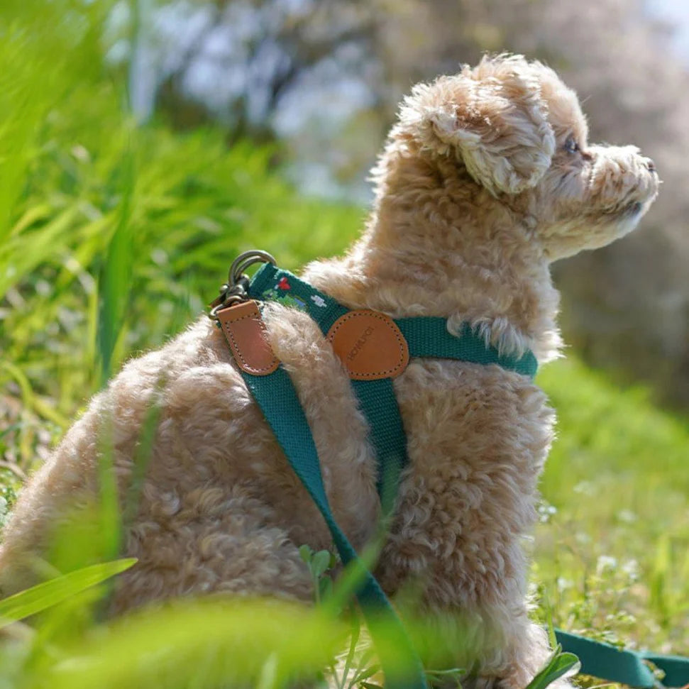 ADVENTURE HARNESS | Birdie