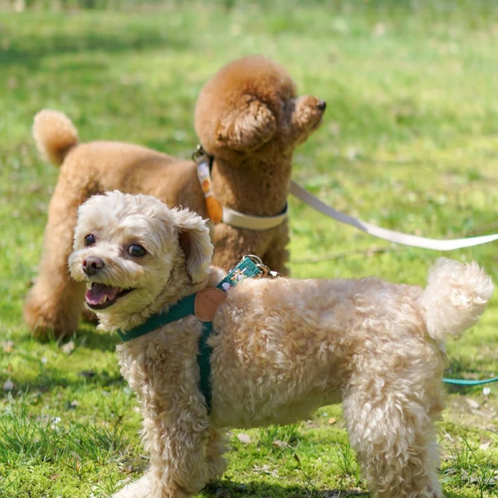 ADVENTURE HARNESS | Birdie