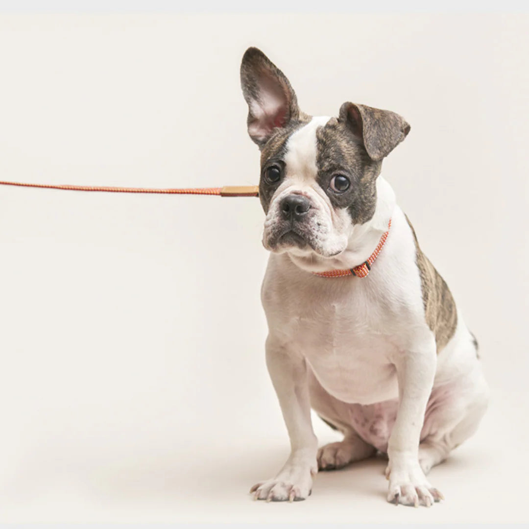 WE ARE TIGHT RIBBON LEASH | Cherry Twizzle
