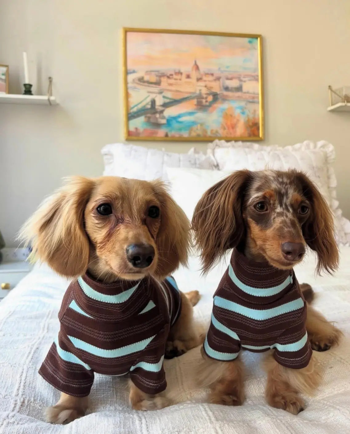 CUDS ESSENTIALS DOG SHIRT | Espresso