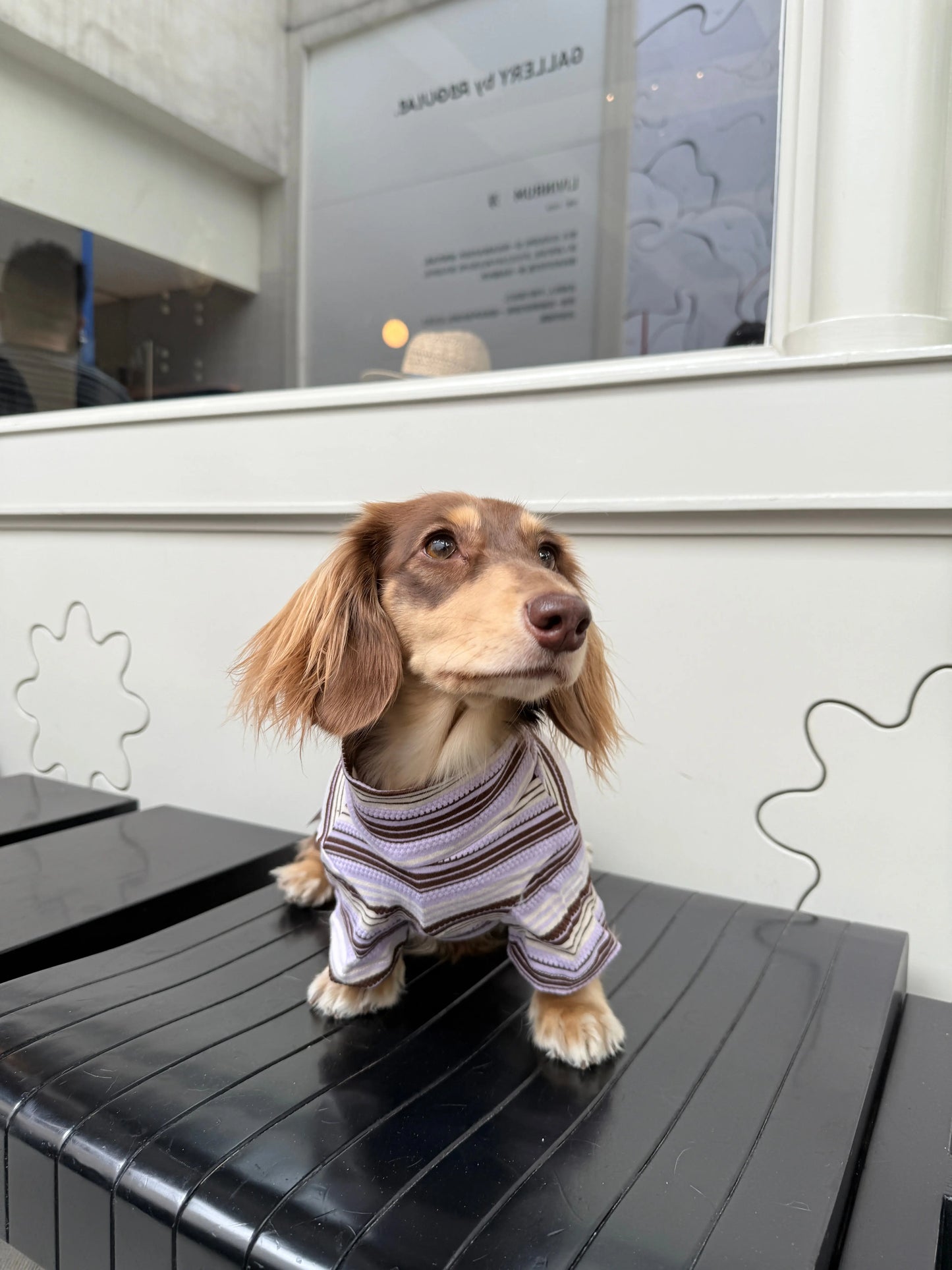 CUDS ESSENTIALS DOG SHIRT | Acai