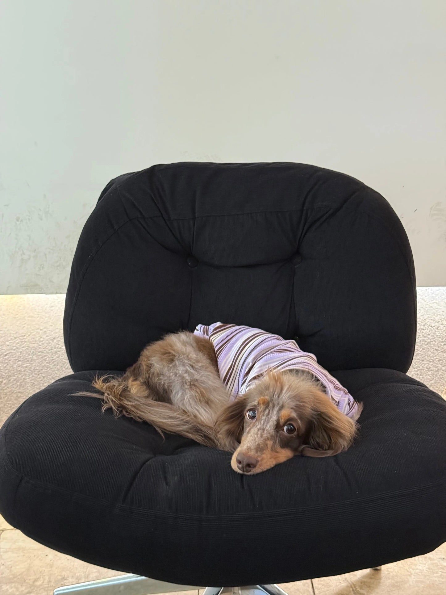 CUDS ESSENTIALS DOG SHIRT | Acai