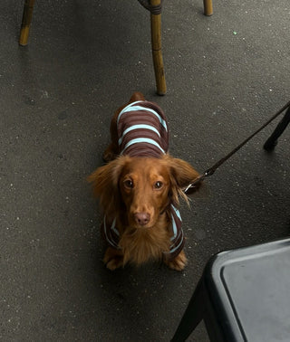 CUDS ESSENTIALS DOG SHIRT | Espresso