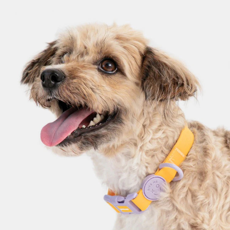 Bite Me - MACARON WATERPROOF COLLAR