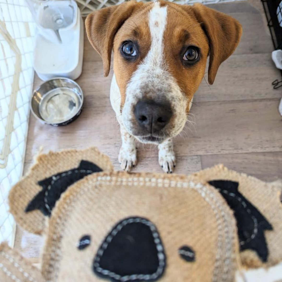 JUTE ANIMAL DOG TOY | Koala