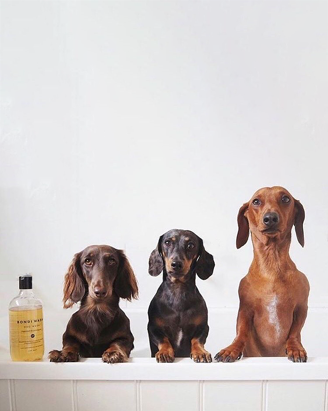 PETITE DOG PAMPER DUO