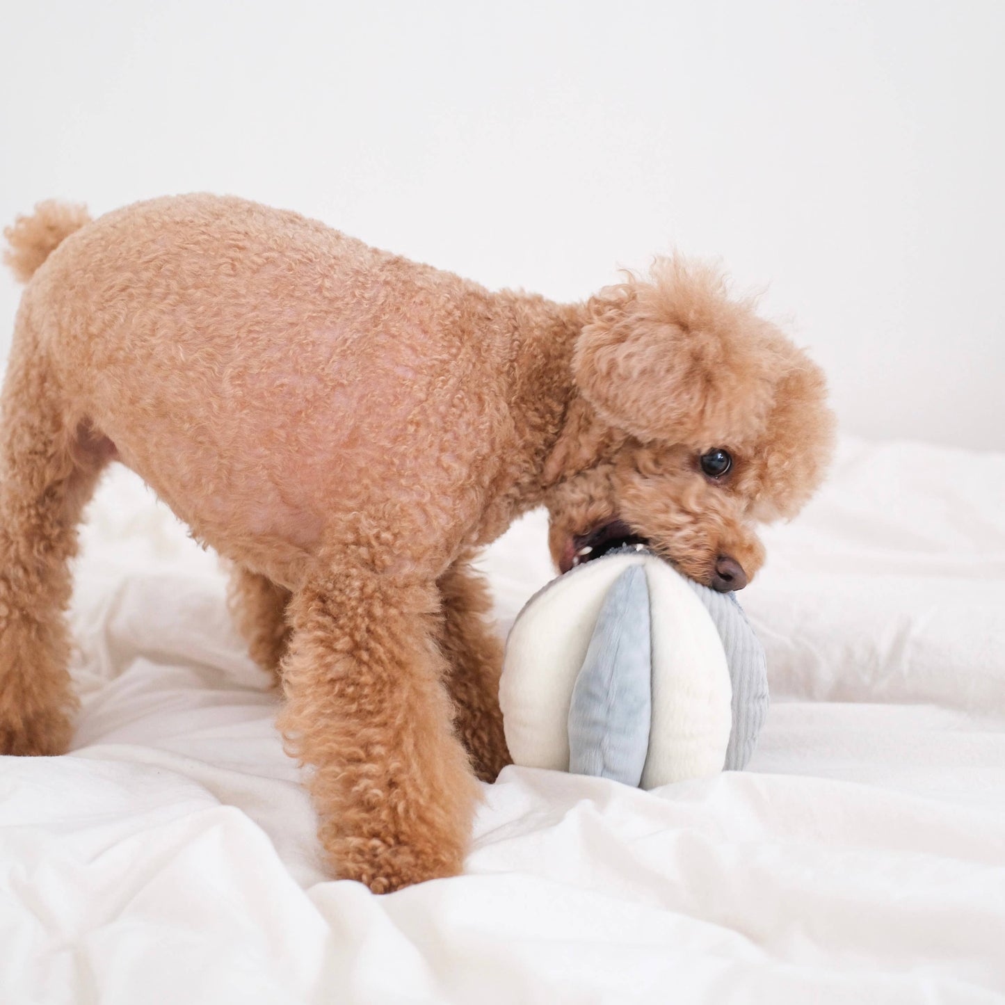Lambwolf Collective - TOTO | Squeaky Snuffle Ball