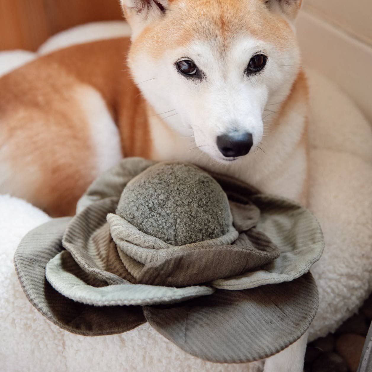 Lambwolf Collective - CABBAGE POP