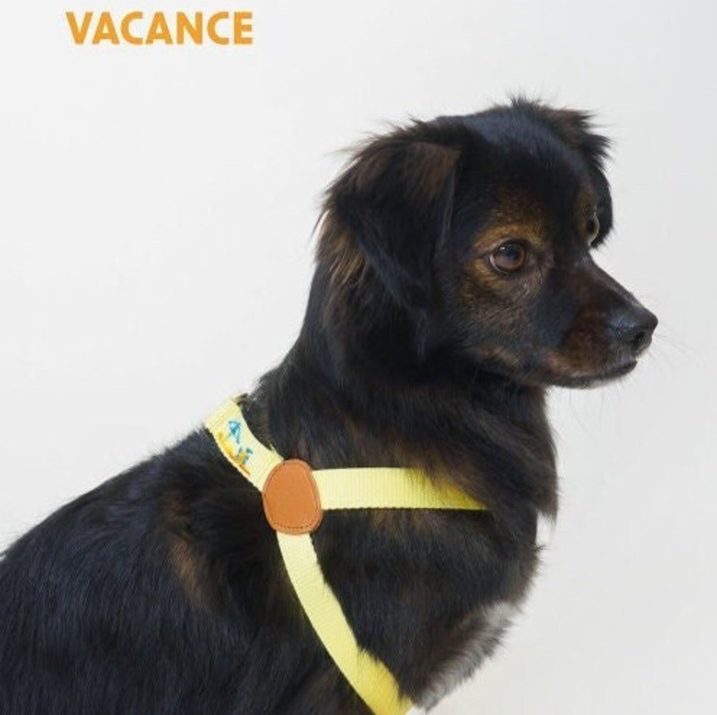 ADVENTURE HARNESS | Vacance