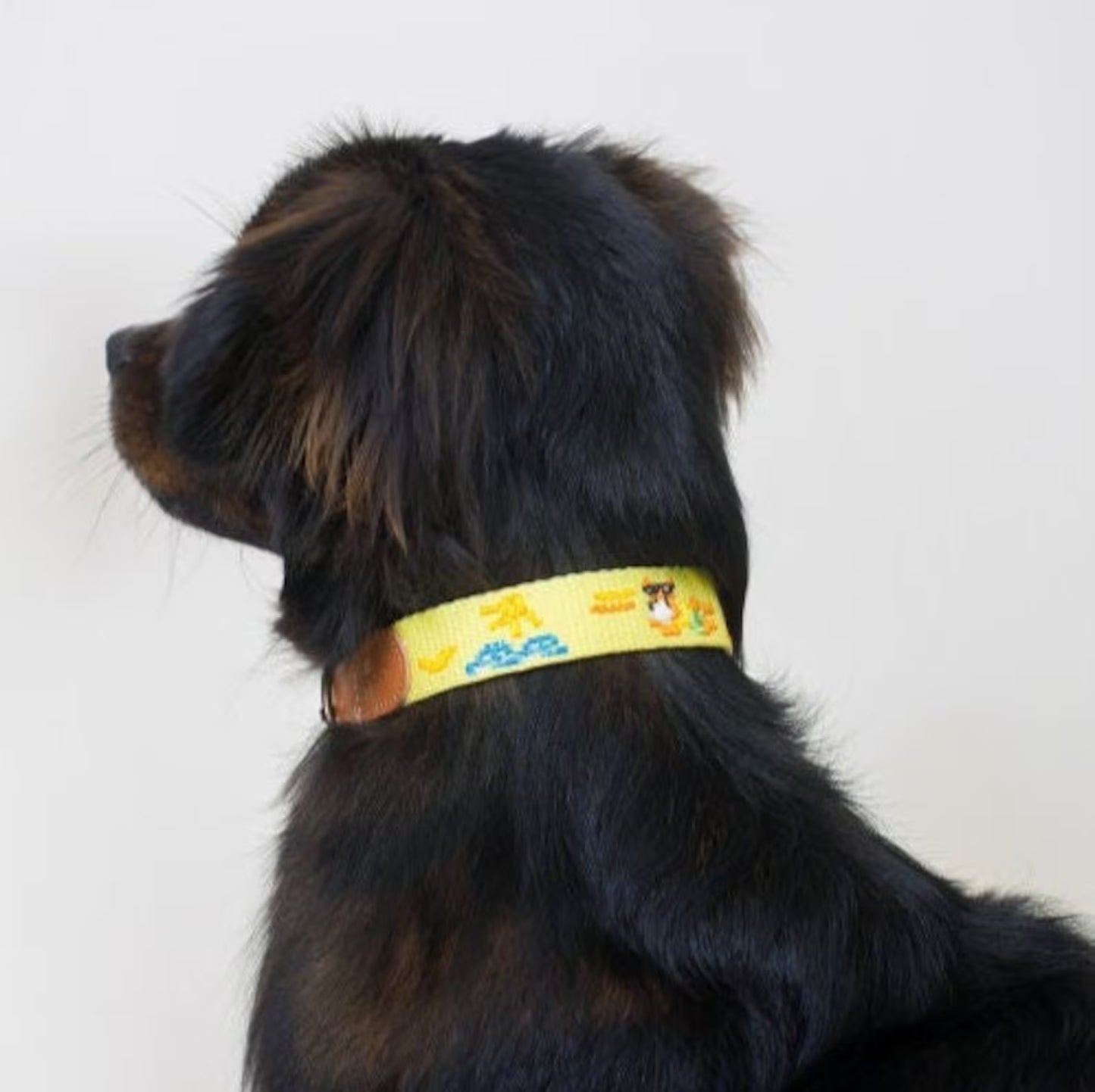 ADVENTURE COLLAR | Vacance