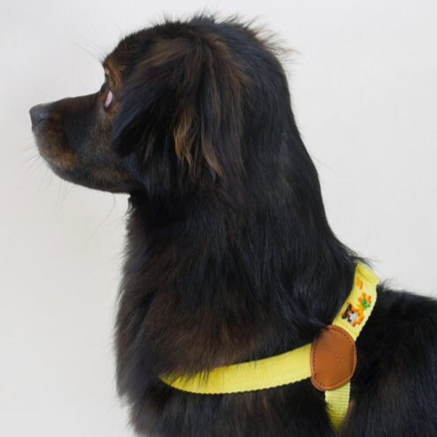 ADVENTURE HARNESS | Vacance