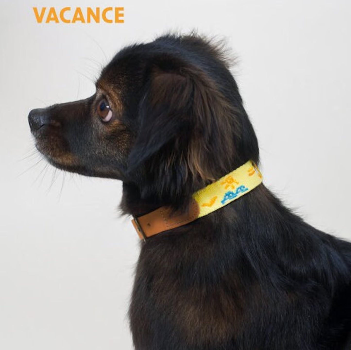 ADVENTURE COLLAR | Vacance