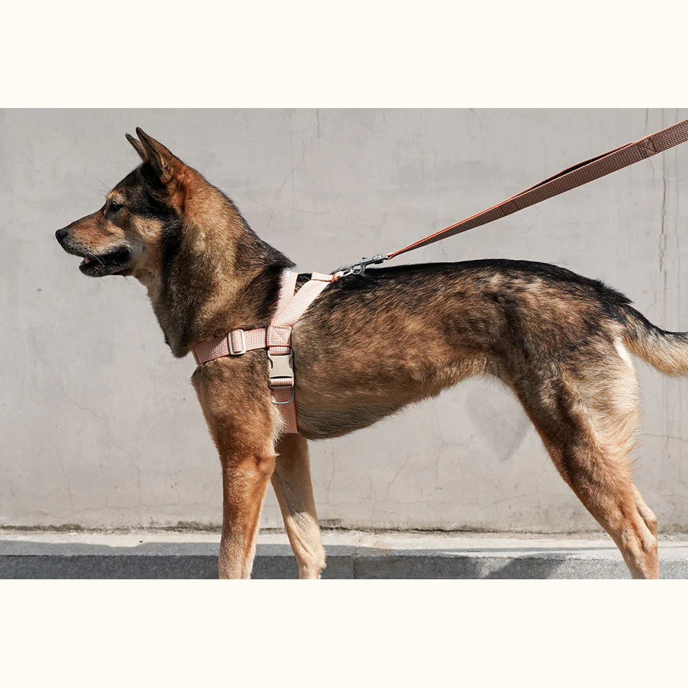 LARGE-CLUB HARNESS | Orange