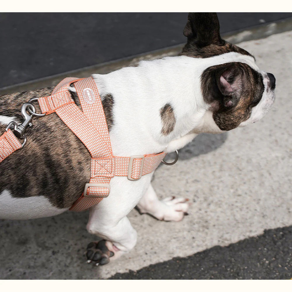 LARGE-CLUB HARNESS | Orange