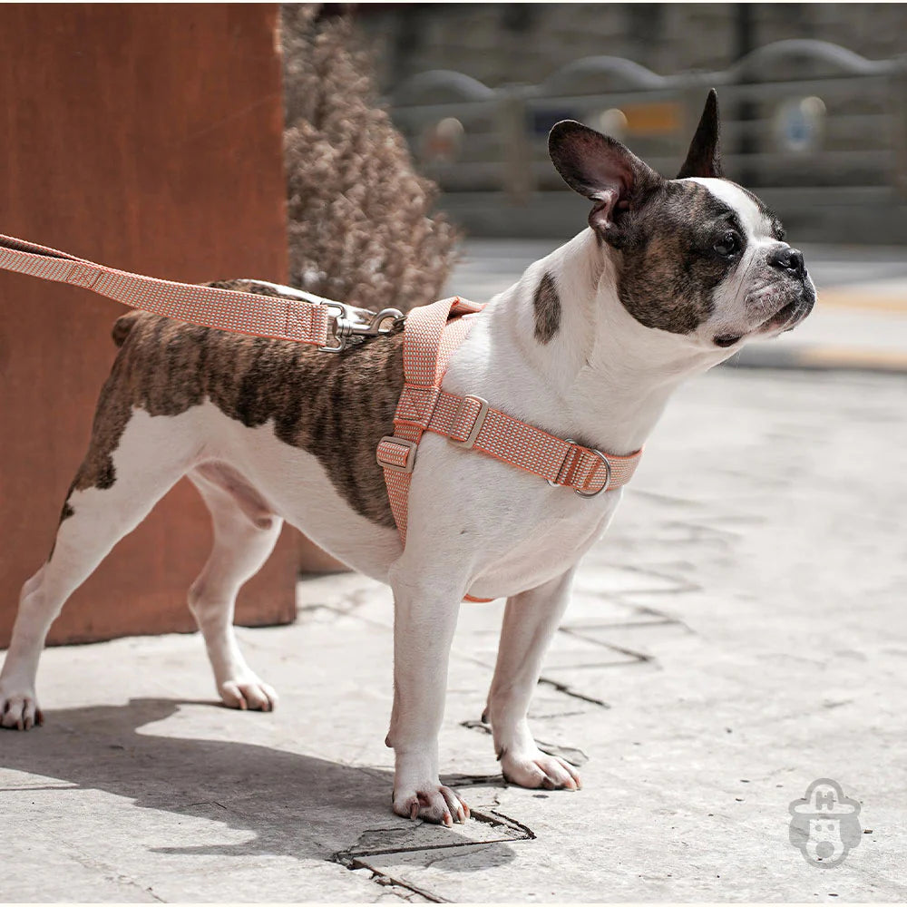 LARGE-CLUB HARNESS | Orange