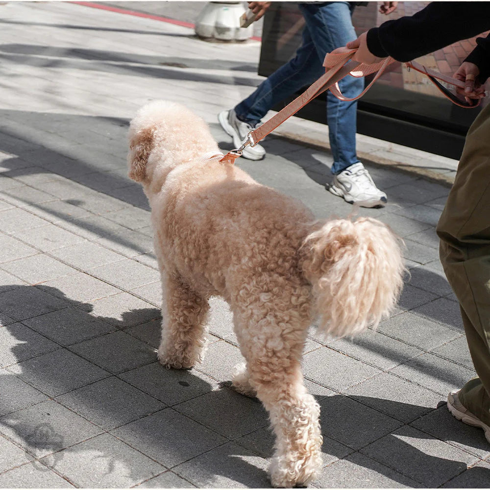 LARGE-CLUB LEASH | Orange